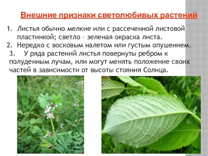 Влаголюбивое растение домашнее. Светолюбивые листья. Светолюбивые растения характеристика листьев. Светолюбивые листья. Светолюбивые тенелюбивые теневыносливые.