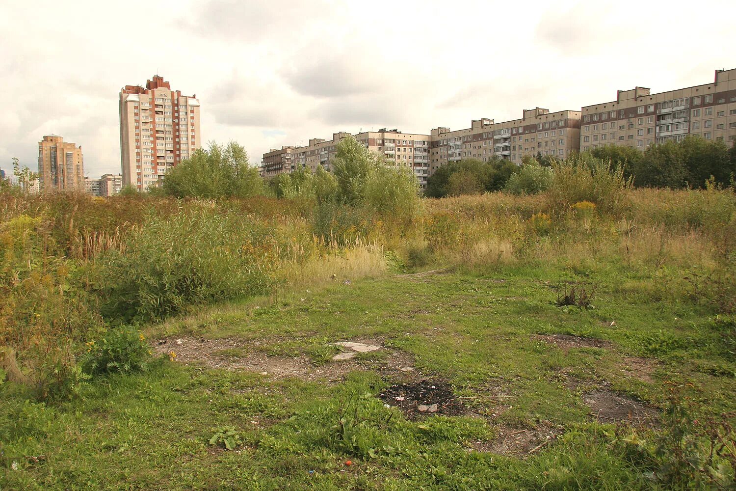 заросший пустырь