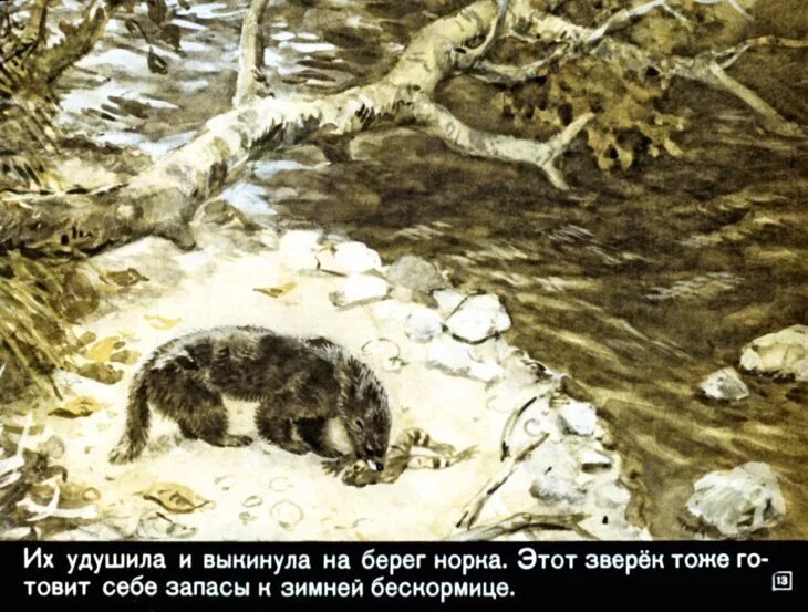 Слайды диафильма кто как к зиме готовится. Скребицкий. Скребицкий кто как зимует. Кто как зимует скребицкий читать. Жизнь животных зимой скребицкий рассказ.