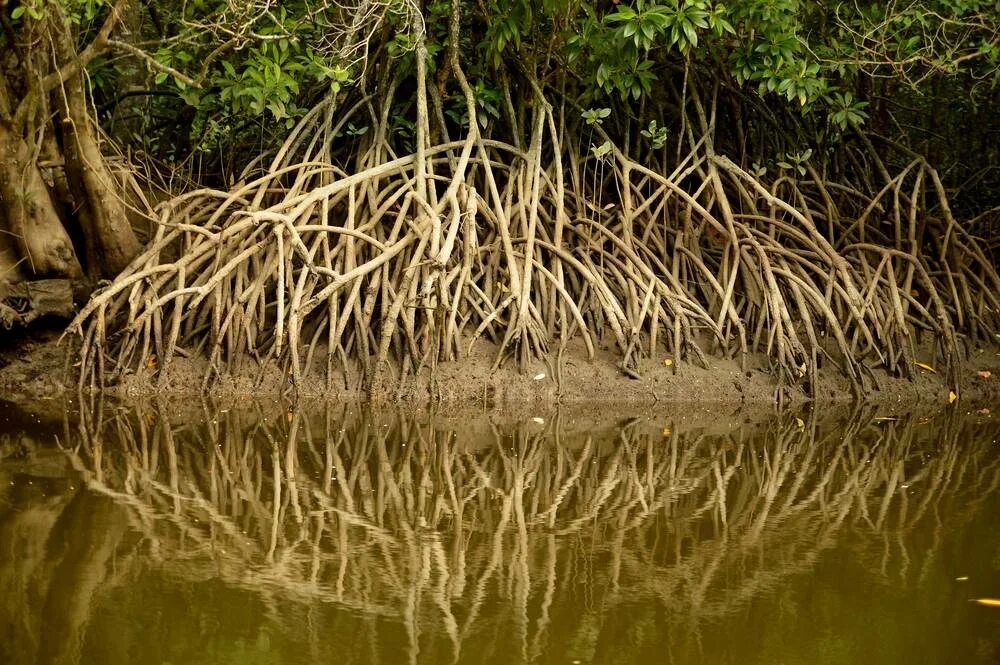 Где найти мангровое дерево. Мангровое болото. мангровое болото в реальной жизни. дерево мангра в разрезе. мангровые леса арт.