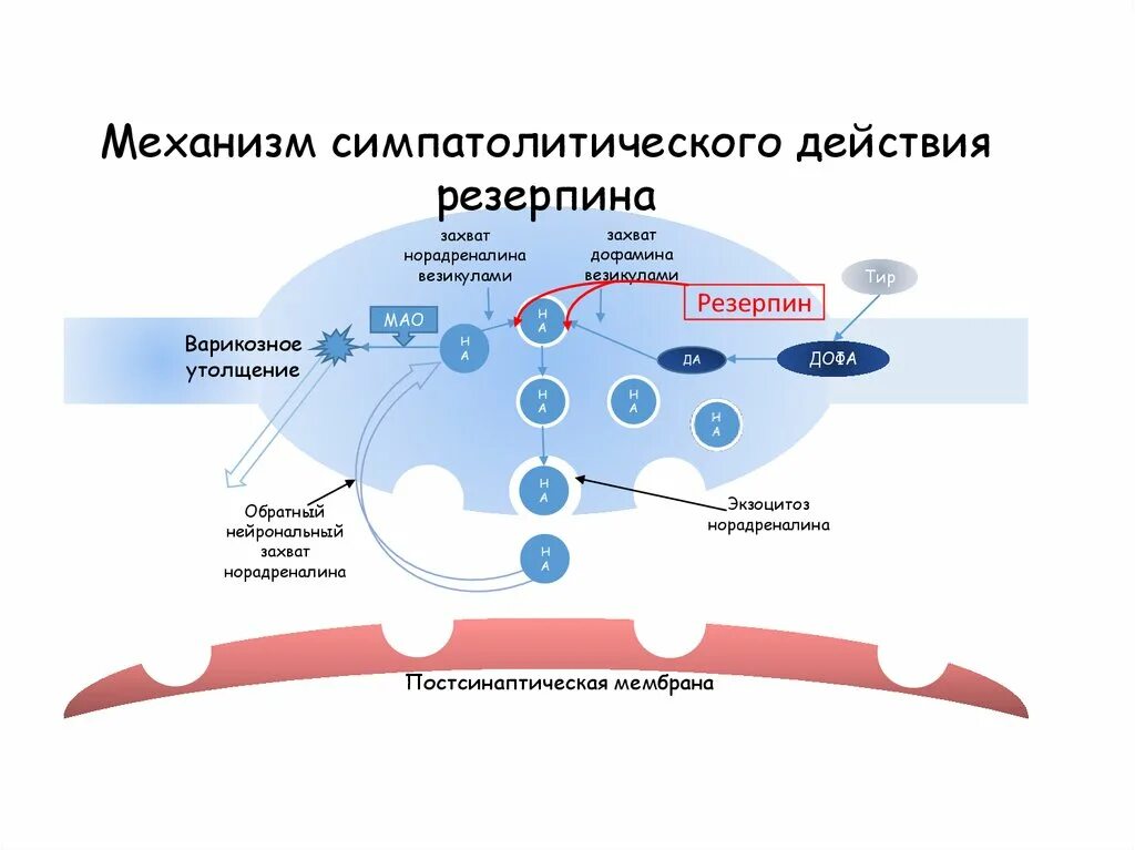 Захват дофамина. Резерпин механизм действия. Резерпин схема действия. Нейрональный захват норадреналина. Схема механизма действия резерпина.