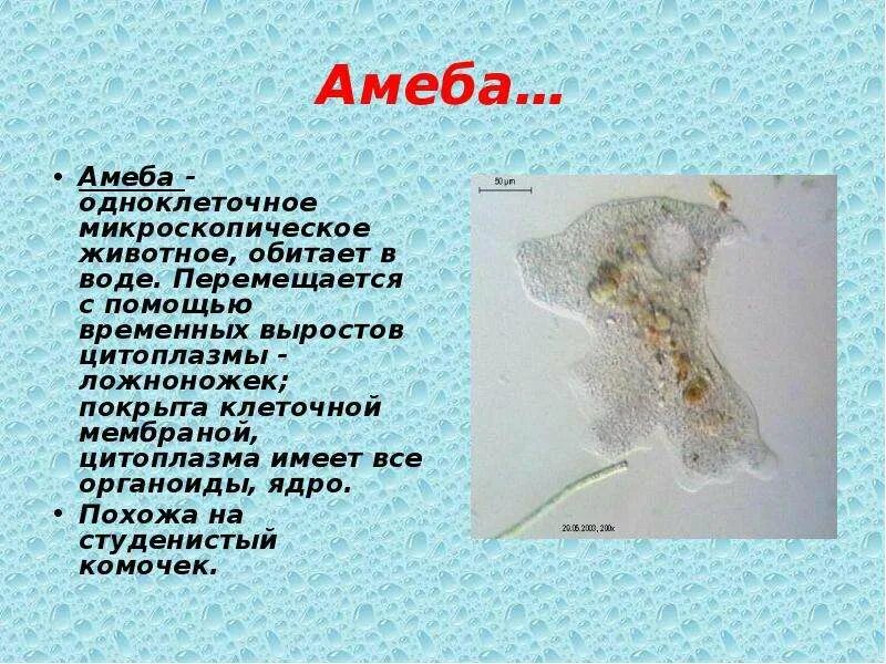 Амеба клеточный уровень организации
