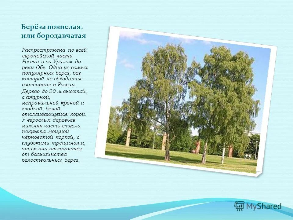 Береза повислая фенофаза. Береза бородавчатая высота. Классификация березы повислой. Береза повислая фенофаза. Диаметр березы.