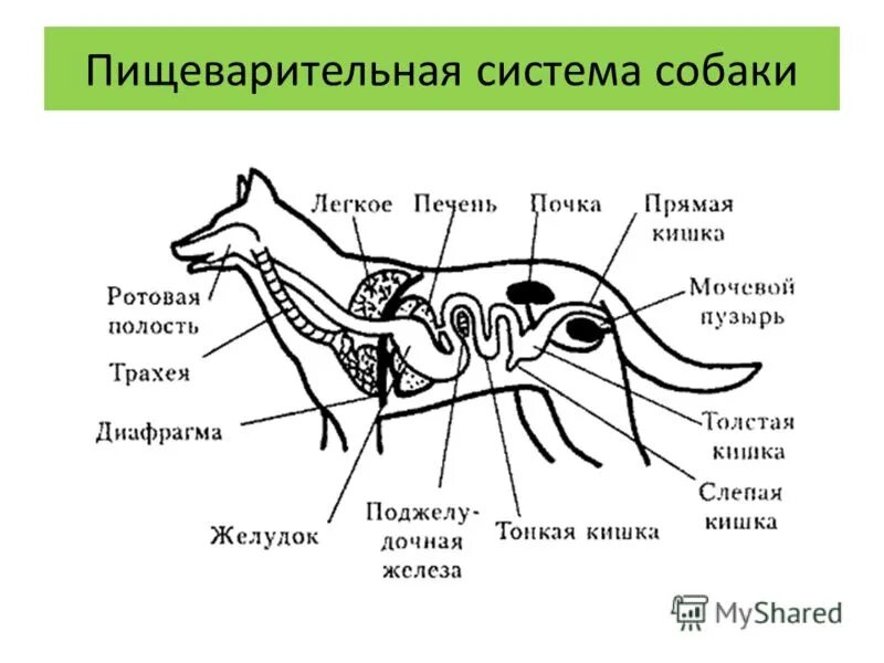 Особенности строения зверей. Пищеварительная система млекопитающих собака. Внутреннее строение собаки пищеварительная система. Пищеварительная система собаки биология 6 класс. Строение пищеварительной системы собаки схема.