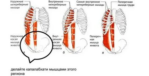 Транспозиция мышцы