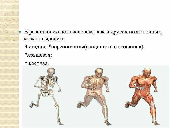 Эволюция опорно-двигательной системы. Развитие опорно двигательной системы. Влияние физ нагрузок на опорно двигательную систему. Развитие опорно-двигательного аппарата. Профилактика опорно двигательной системы у детей.