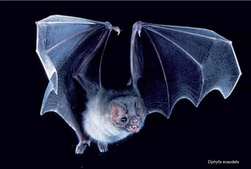 Летучая мышь ночью. Летучая мышь. Белобрюхий стрелоух. Рукокрылые летучие мыши. Рукокрылые летучие мыши.