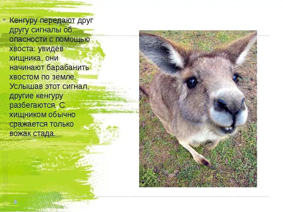 Необычные факты о животных. 5 фактов о любом животном. Интиреснеыефактыожывотных. Удивительные факты о животных. Интересные факты о жизни животных.