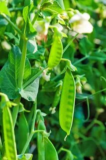 Pea plants