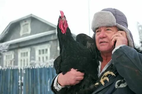 Петухи владимира