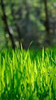 Grass se