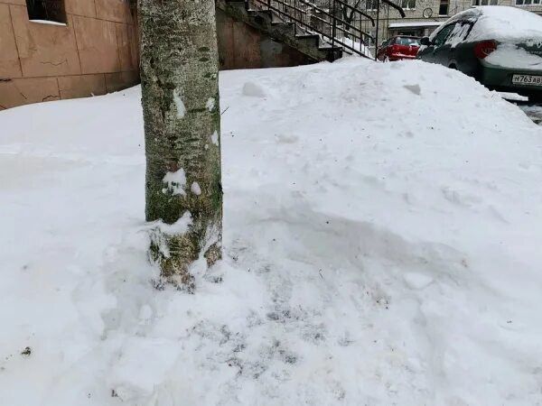 Снег вокруг деревьев. Утаптывание снега вокруг плодовых деревьев. вился вился снежный рой сел на землю.
