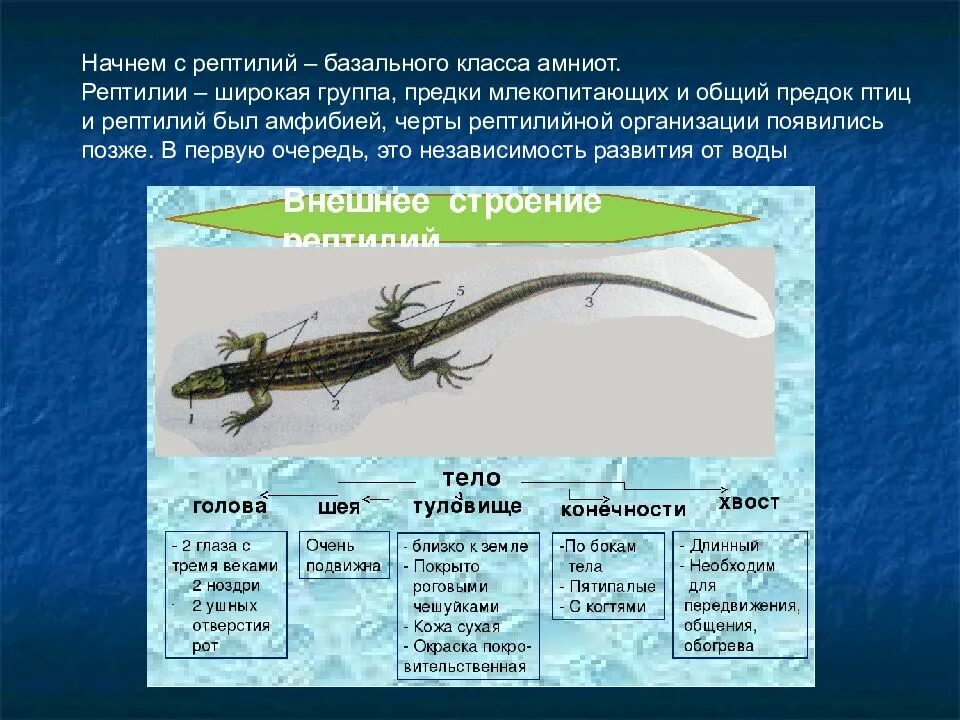 Царство животные Тип Хордовые класс пресмыкающиеся рептилии. Пресмыкающиеся Хордовые чешуйчатые. Систематика хордовых животных. Хордовые животные общая характеристика.