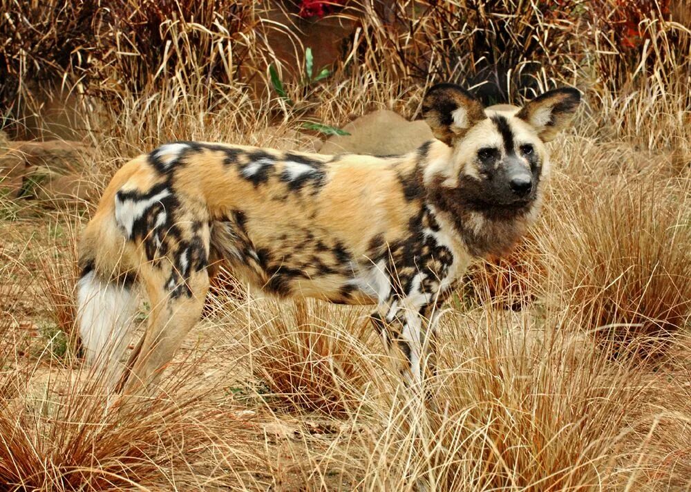 Painted dogs. Австралийская Гиеновидная собака. Динго и гиеновая собака. Гиеновая собака окрас. Гиеновидная собака млекопитающие Африки.