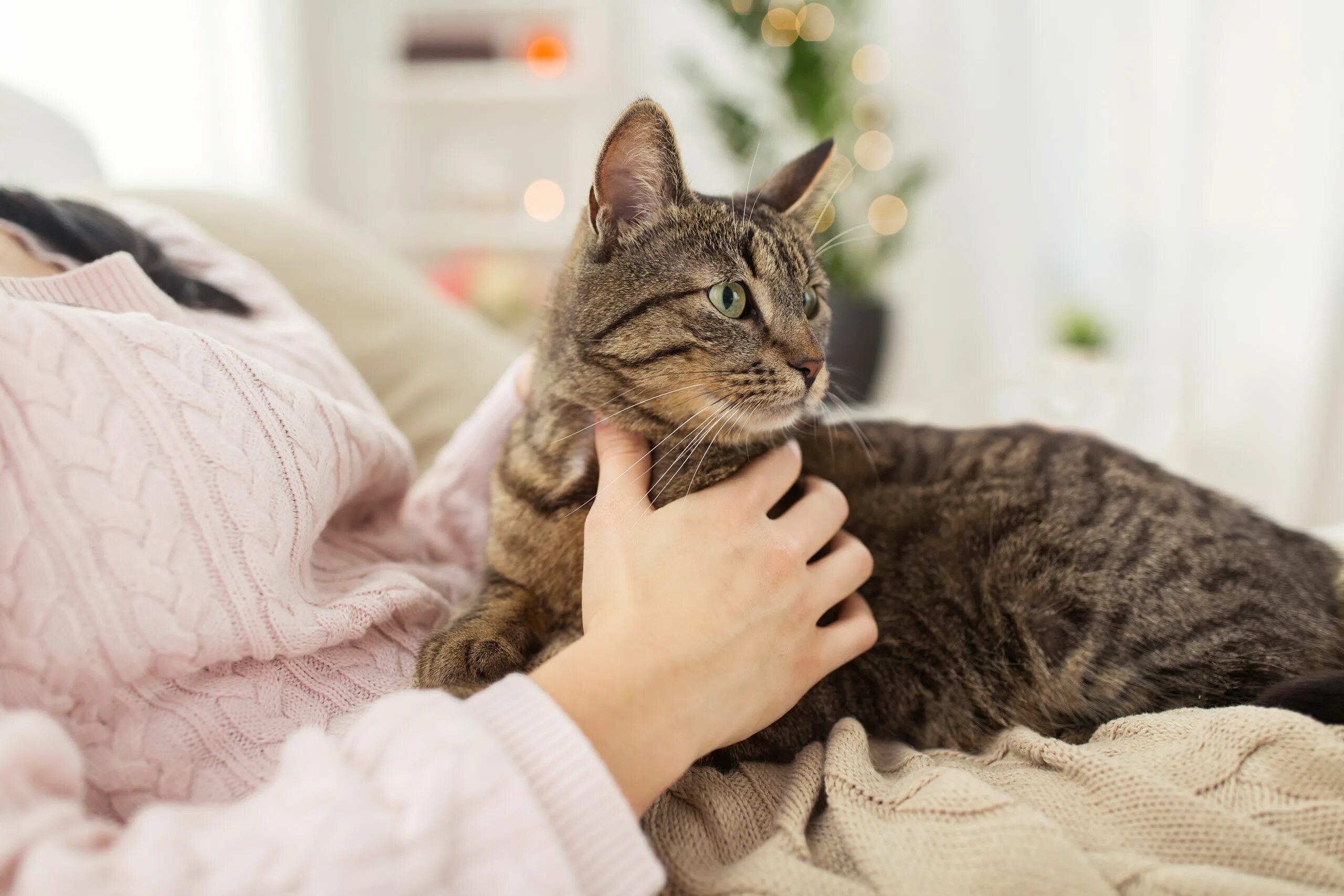 Кошка топчется передними лапами. Кошка топчется передними лапами на человеке. Котик специалист. Cat in the Bedroom. Польза кошек в современном мире.