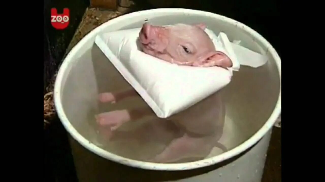 Свиньи играют в карты. Свинья в бане. Поросенок в сауне. Свинья в ванной. Поросенок в ванной.