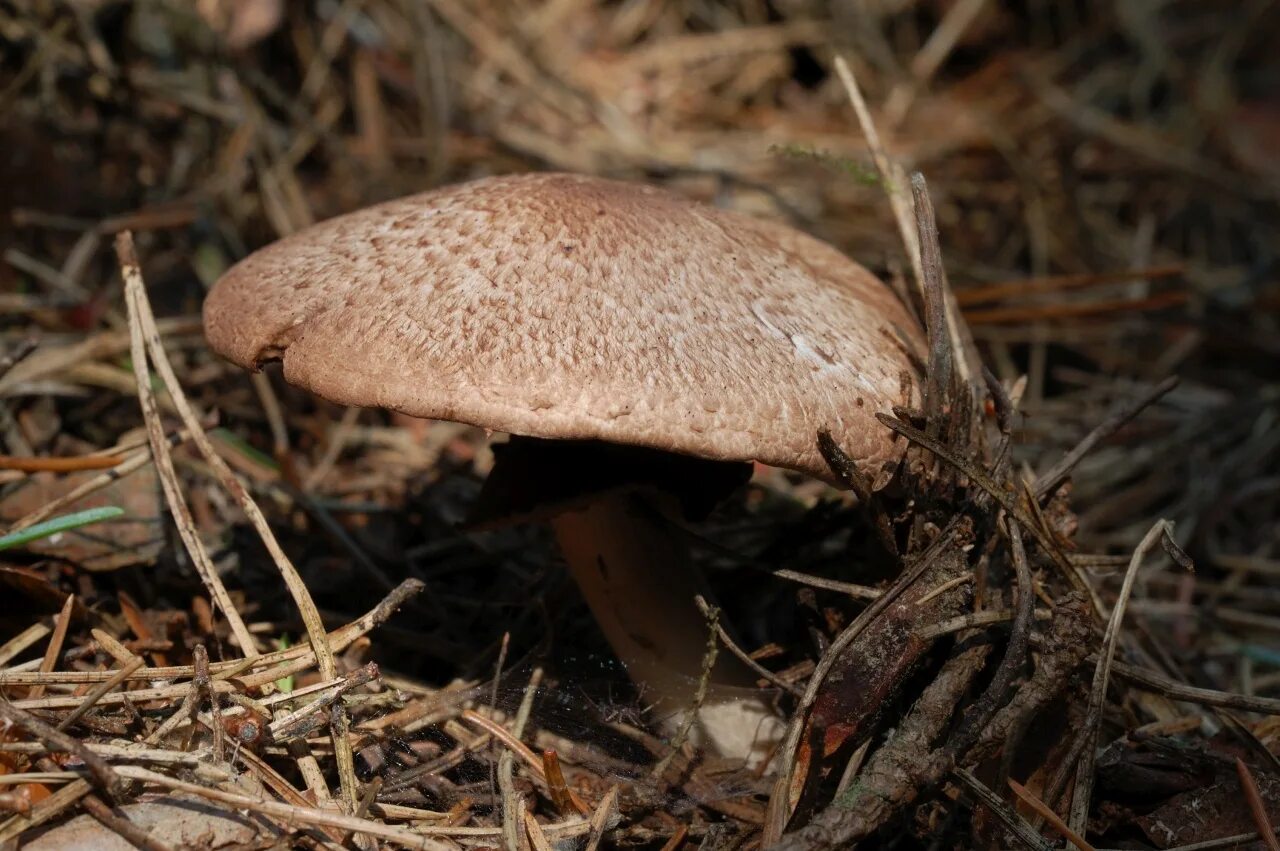 Фото грибов беларуси
