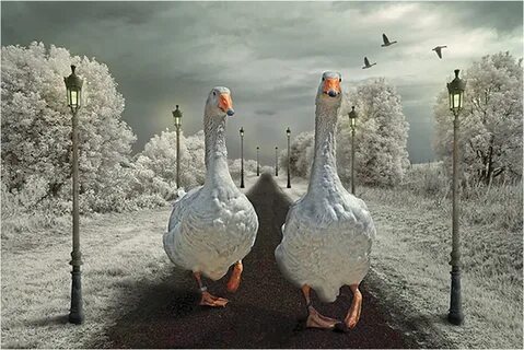 Она с гусями