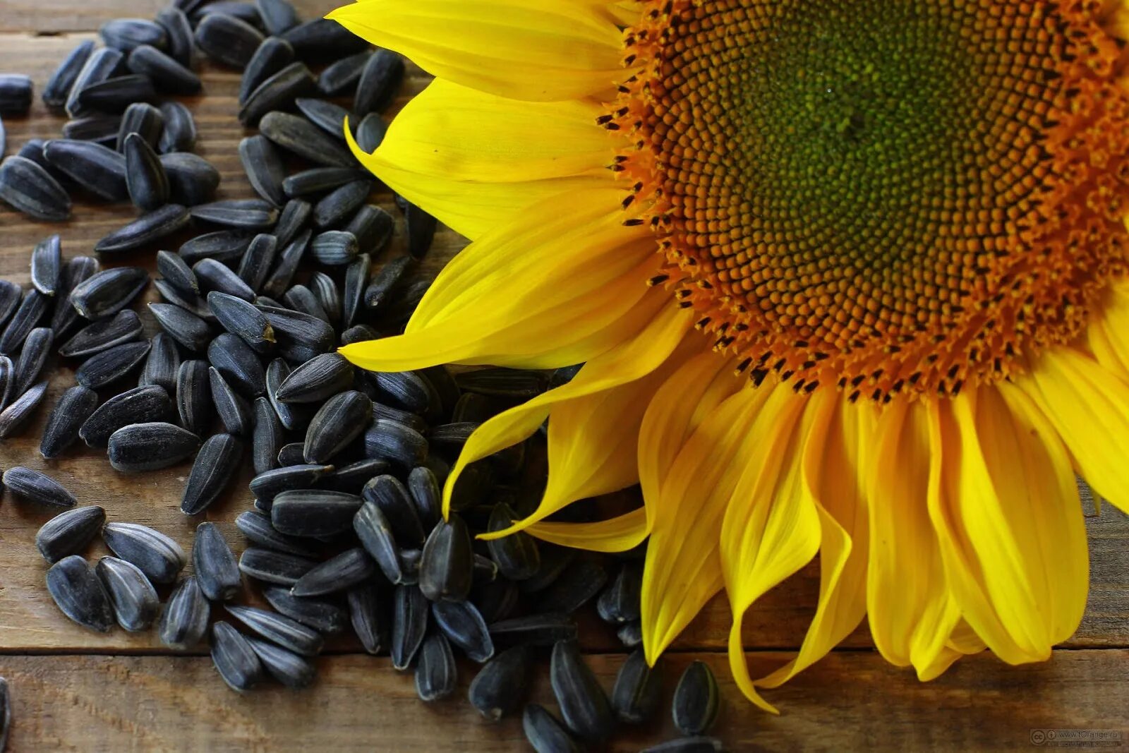 Для чего используют подсолнечник. Helianthus annuus семена подсолнечника. гибриды подсолнечника евралис. семена подсолнечника марица. тристан сингента подсолнечник.