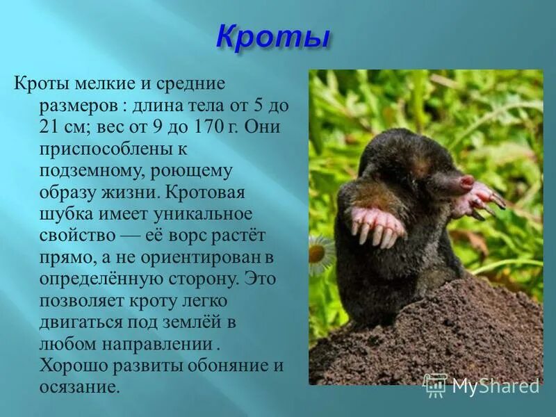 Какое чувство развито у крота. Крот фото. Крот интересные факты для детей. Крот органы чувств. Приспособление животных к почвенной среде обитания.