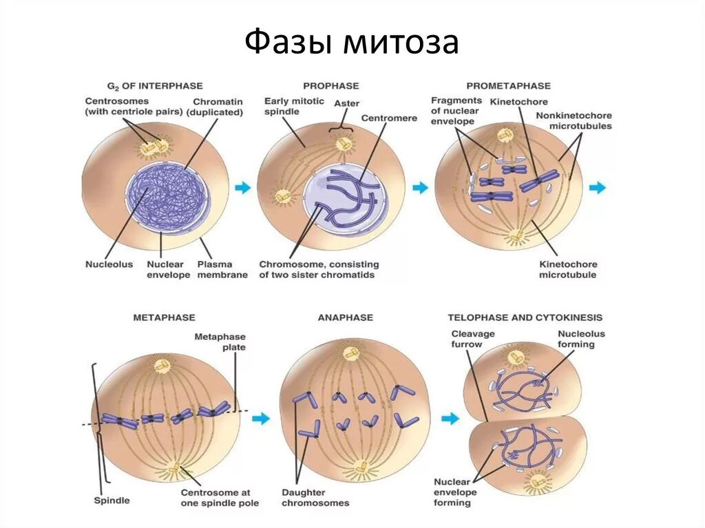 Структура клетки фазы митоза. Ход митоза фазы процессы. Фазы деления митоза кратко. Схема митоза с описанием фаз. Митоз фазы кратко