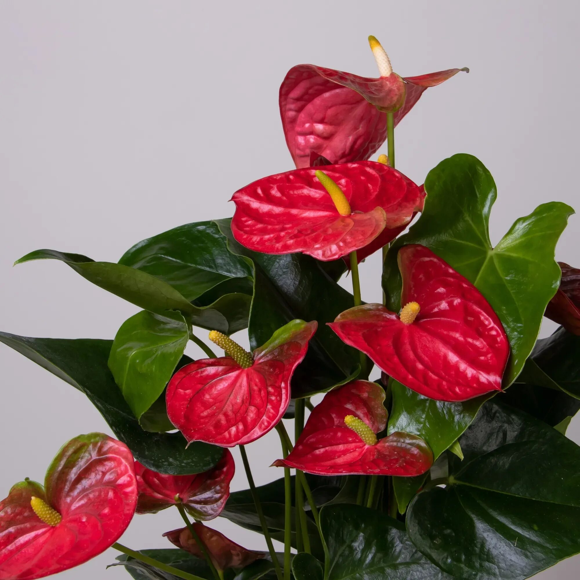 Антуриум Дакота Anthurium Dakota. Антуриум Андрианум Дакота. Антуриум красный Дакота. Антуриум Андре Дакота. Антуриум купить в екатеринбурге