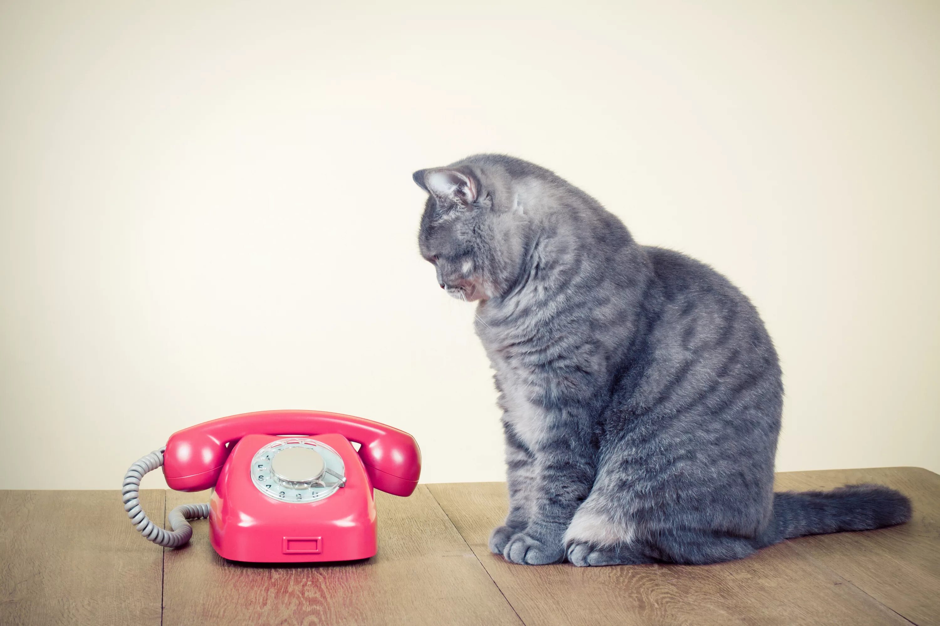 Набери мне вечером набери я приеду. Котенок с телефоном. Кот ждет звонка. Кошечка с телефоном. Кошка с мобильником.
