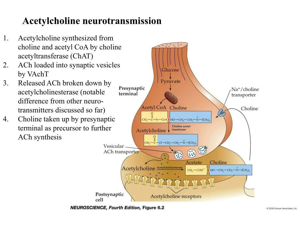 Ацетилхолин. Нейромедиатор ацетилхолин. Ацетилхолин структура. Ацетилхолин и ацетилхолинэстераза.