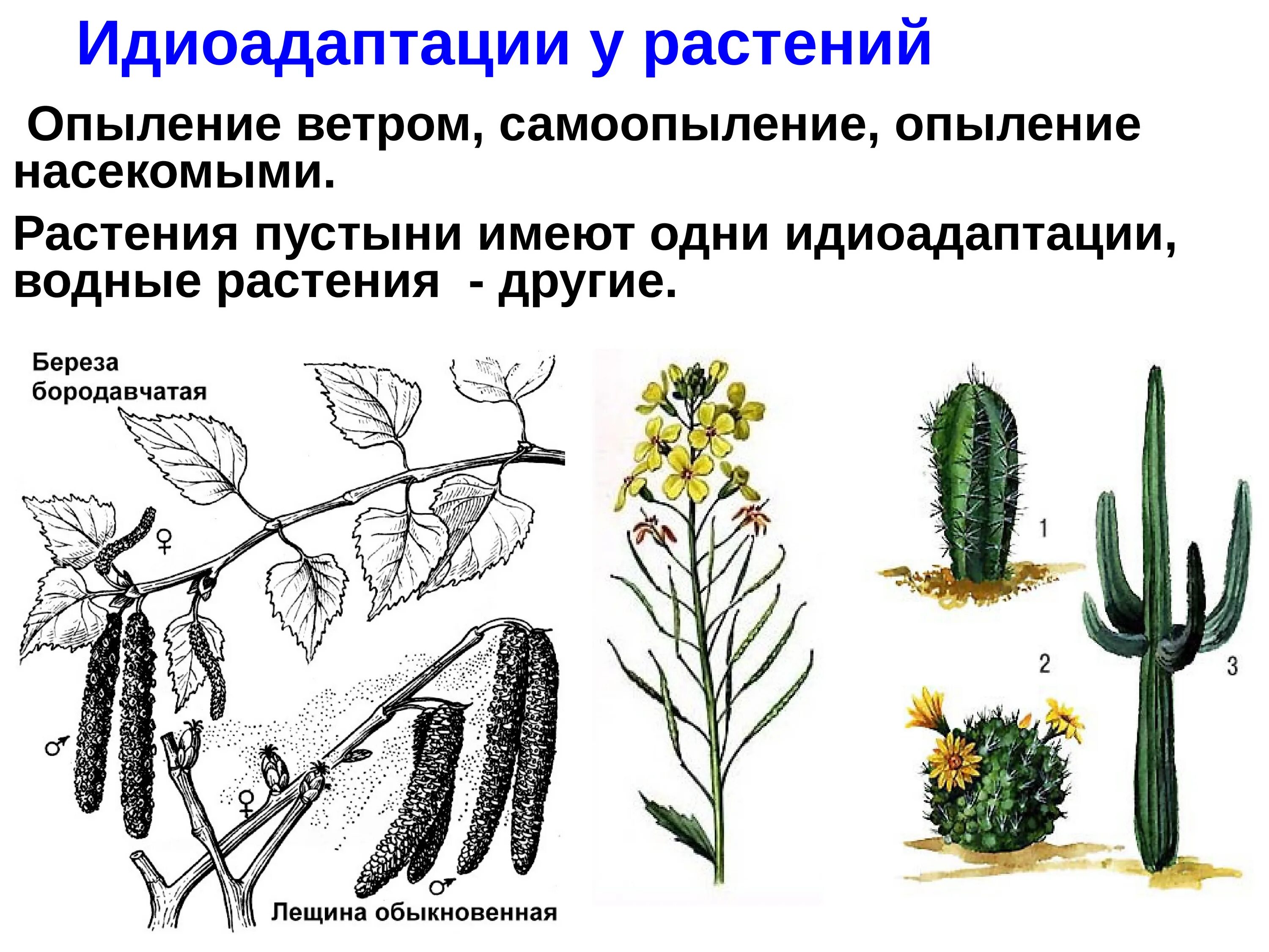 Выберите предложения в которых охарактеризованы идиоадаптации. Идиоадаптации растений таблица. Идиоадаптация у растений. Идиоадаптации цветковых растений. Примеры идиоадаптации у растений.