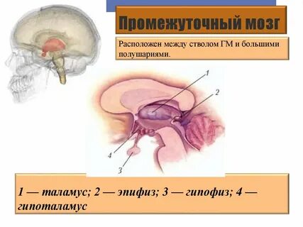 Таламус и гипоталамус где
