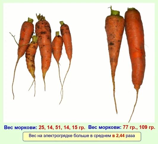 Сколько весит морковка. Морковь средний вес 1 шт. Морковь, вес. Вес средней морковки. Вес 1 морковки.