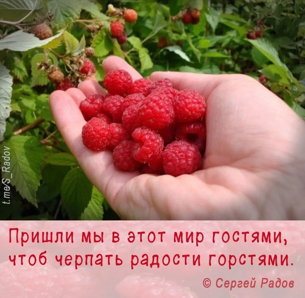 Сон собирать спелую малину