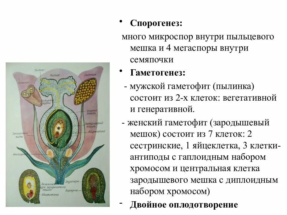 Образование пыльцы в пыльцевом мешке. Мегаспора цветковых растений. Мегаспорогенез у покрытосеменных. Микроспоры и мегаспоры. Мегаспора у растений это.