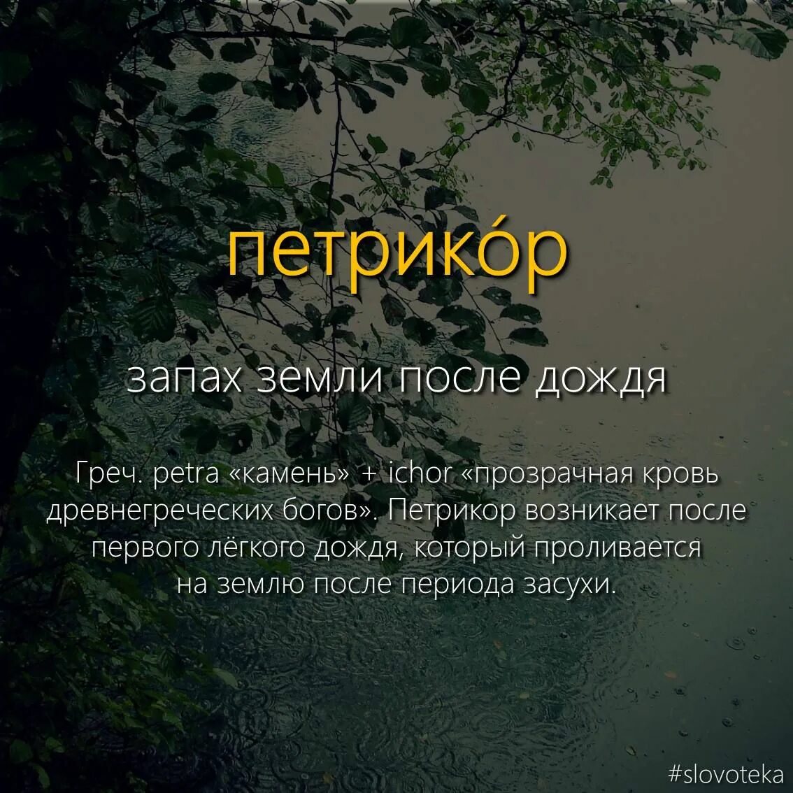 Запах земли в комнате. Запах земли. дождливый словарь. петрикор красное, шумринка, 2019 г. обзор.