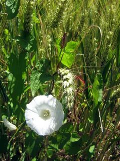 White plant