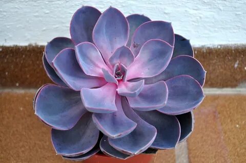 18 привлекательных фиолетовых и пурпурных суккуленто