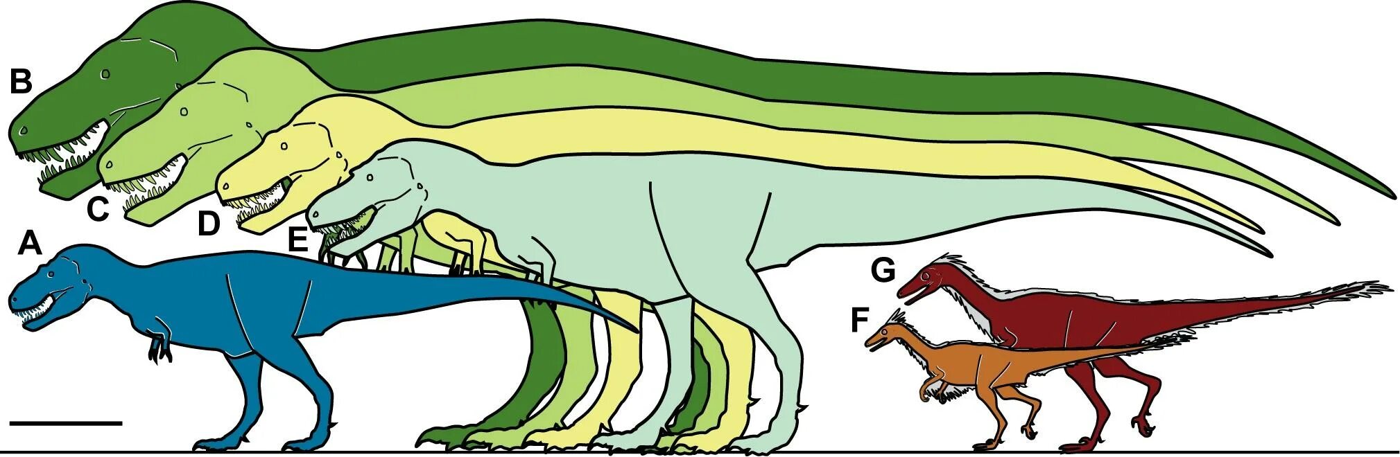 Сравнение динозавров. Nanuqsaurus hoglundi. Тирекс рост. Нанукзавр рост. Нанукзавр скелет.