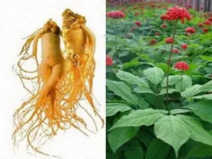 Лекарственное растение корень жизни