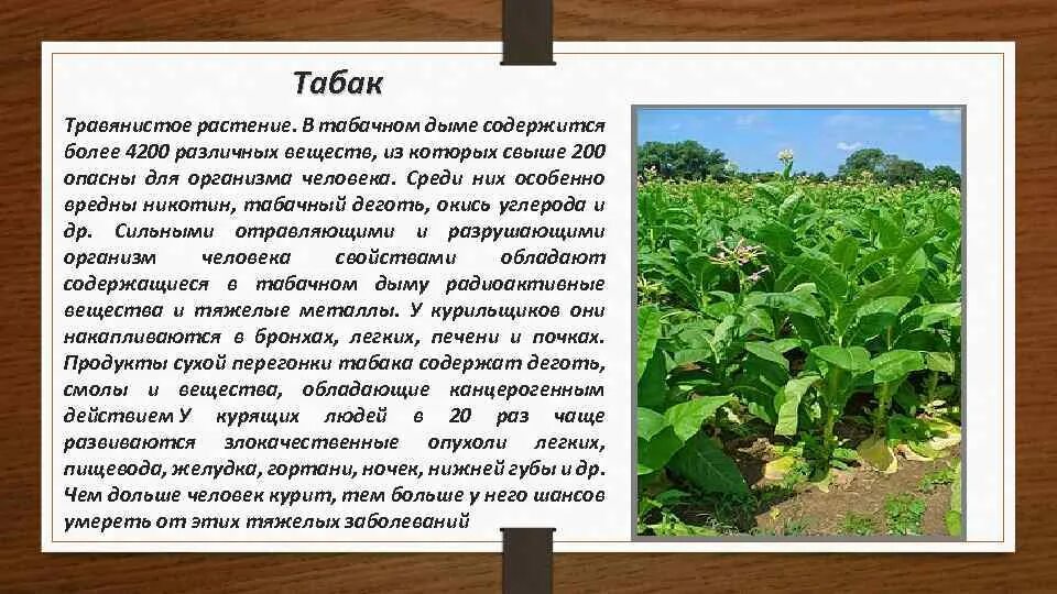 Дело табак фразеологизм. Что значит табака. Табак интересные факты. Формы употребления табака. Табачная продукция.