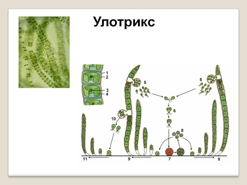 Улотрикс опоясанный. Улотрикс систематика. Многоклеточные зеленые водоросли улотрикс. Ризоиды улотрикса. Что является спорофитом и гаметофитом улотрикса