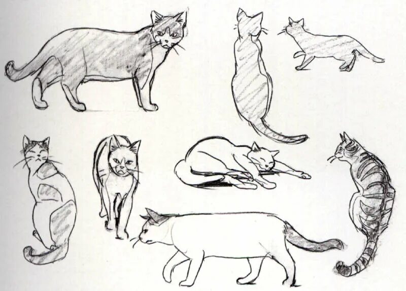 Движение первых кот. Зарисовки животных. Зарисовки домашних животных. Скетчи животных. Наброски домашних животных.
