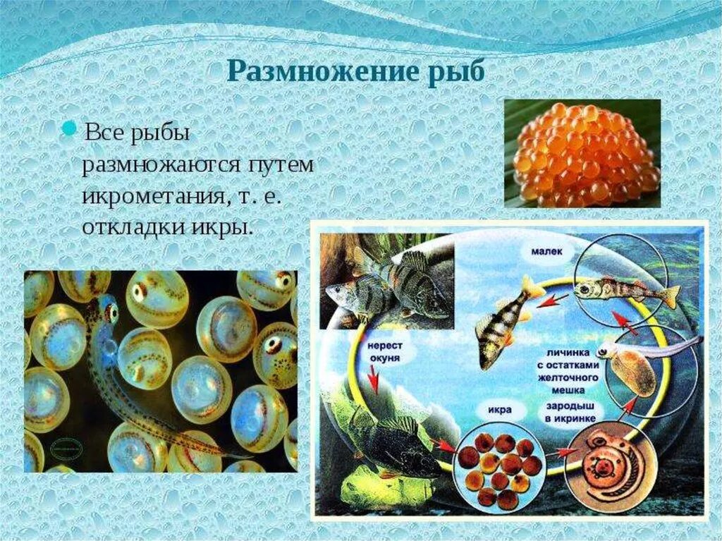 Размножение рыб. Размножение рыб схема. Размножение рыб кратко. Этапы развития рыбы. Наличие воды для размножения