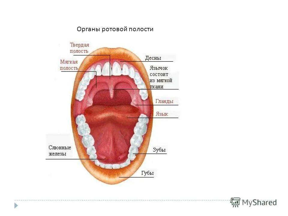 строение ротовой полости преддверие рта