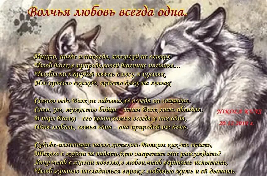 Стих про волка. Стихотворение про волка и волчицу. Волчья любовь стихи. Любовь волка стих. Стихотворение верность