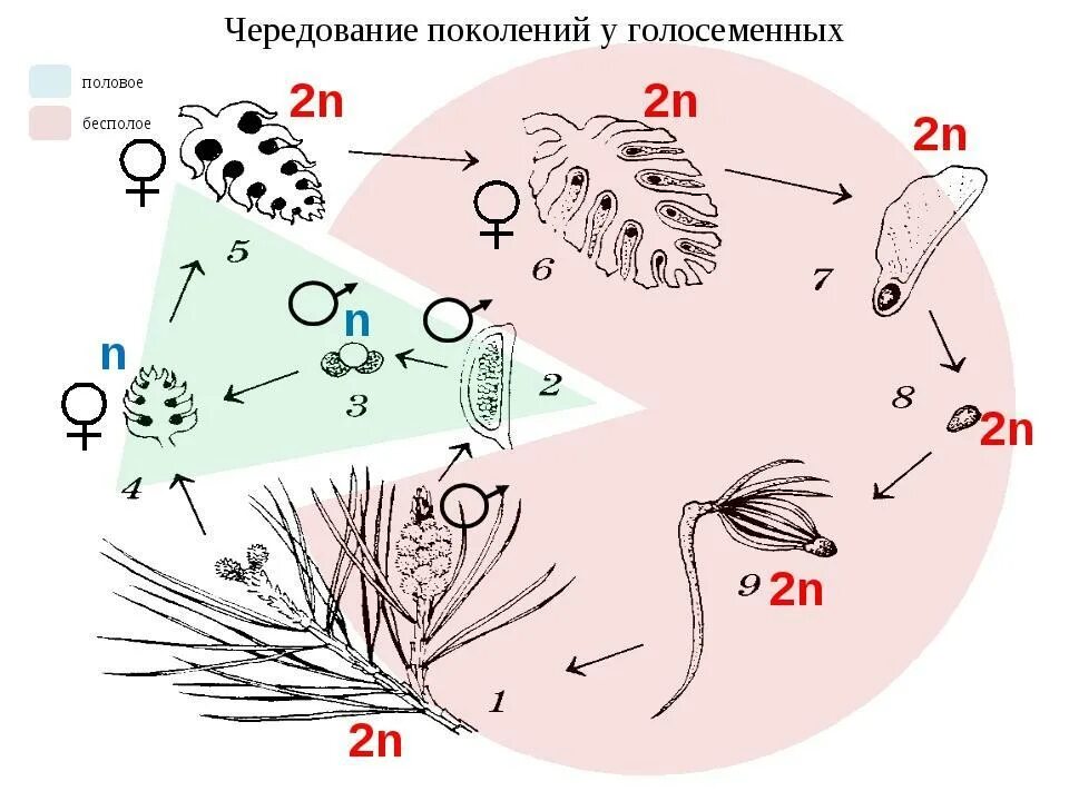 Жизненный цикл голосеменных растений схема. Цикл развития голосеменных для ЕГЭ биология. Жизненный цикл голосеменных растений простая схема. Цикл размножения голосеменных схема. Гаметофит семенных