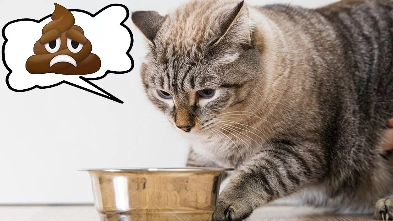 Почему кот не пьет из миски. Миска для кота. привередливый кот. кот нюхает еду. котик с миской.