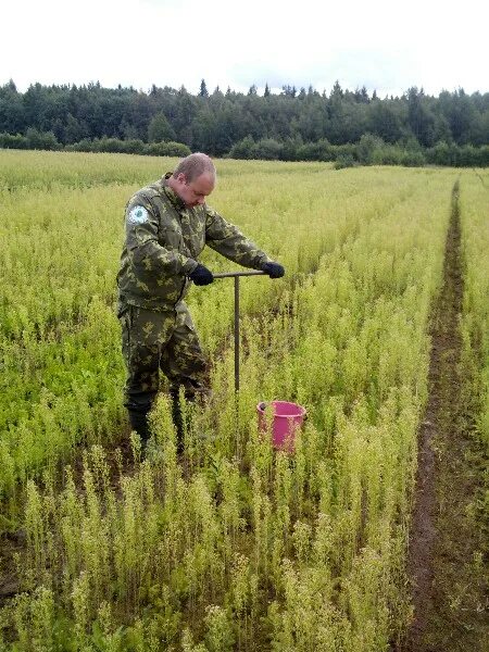 лесные насаждения понятие. границы земельного участка. защитные противоэрозионные лесные насаждения. поля и лесополосы белгородской области. порядок проведения лесоустройства.