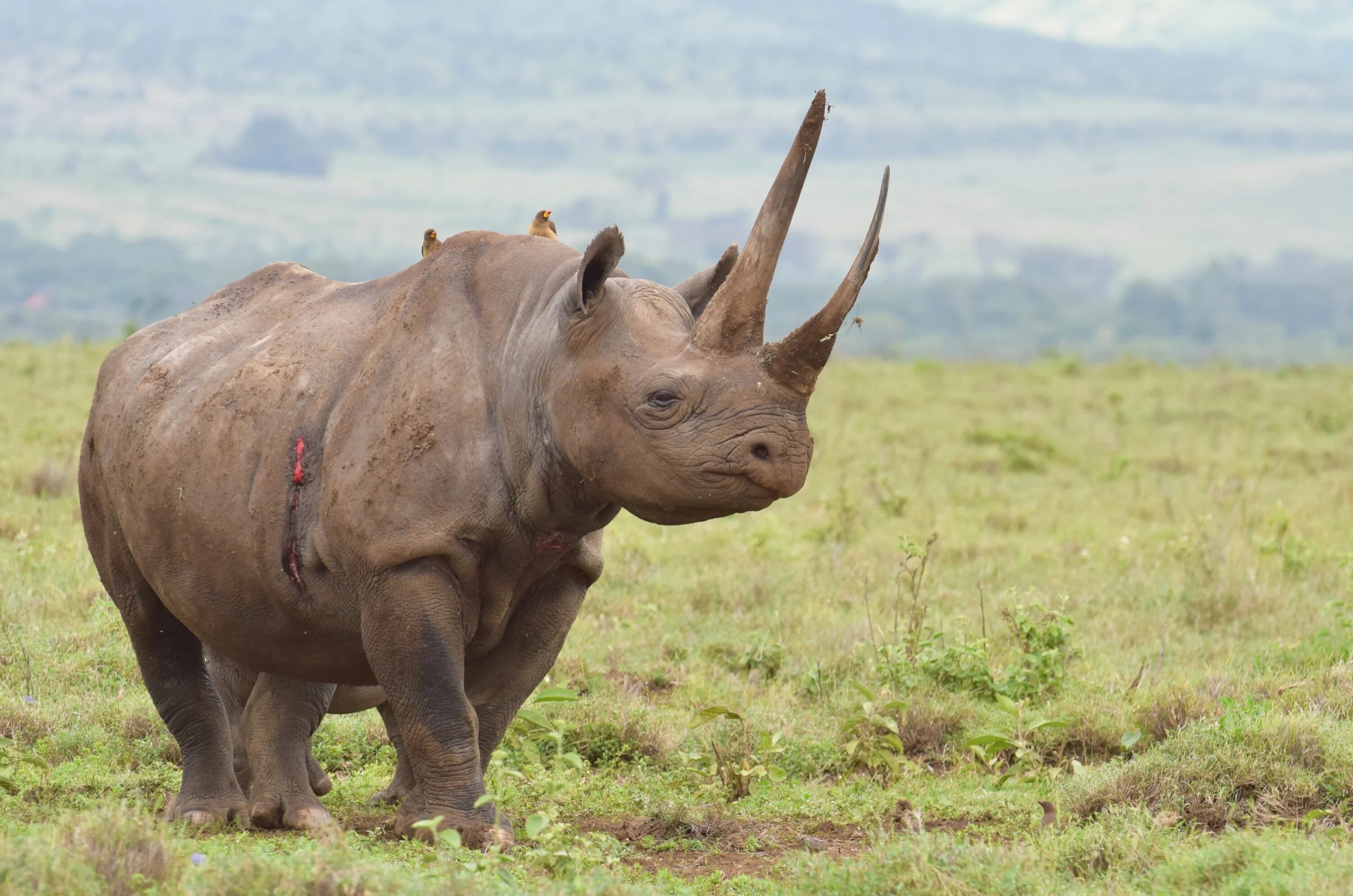 Носорог в тропическом лесу. Суматранский носорог. Суматранский двурогий носорог. Суматранский носорог на белом. Суматранский носорог Вьетнам.