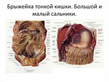 Брыжейка тонкой кишки