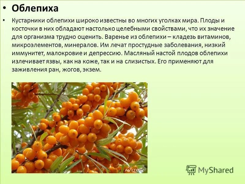Облепиха лекарственное растение сообщение 6 класс. Облепиха. облепиха информация. облепиха описание. облепиха лекарственное растение.